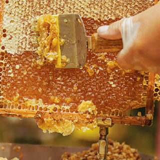 what raw honey looks like