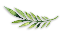 New Zealand nature leaf
